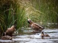 wildenten-hubertussee-walstern-2833