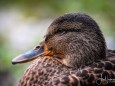 wildenten-hubertussee-walstern-2846