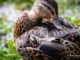 wildenten-hubertussee-walstern-2865