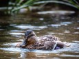 wildenten-hubertussee-walstern-2932