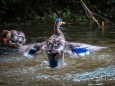 wildenten-hubertussee-walstern-2971