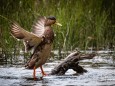 wildenten-hubertussee-walstern-2975