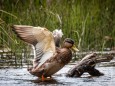 wildenten-hubertussee-walstern-2977