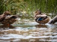 wildenten-hubertussee-walstern-2986