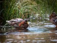 wildenten-hubertussee-walstern-2988