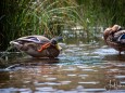 wildenten-hubertussee-walstern-2991