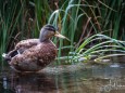 wildenten-hubertussee-walstern-3004