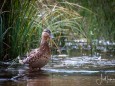 wildenten-hubertussee-walstern-3007