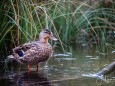 wildenten-hubertussee-walstern-3019