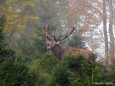 Hirsch im Nebel - Foto: Martin Prumetz