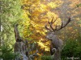 Hirsch im Wald - Foto: Martin Prumetz