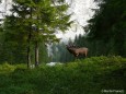 Hirsch - Foto: Martin Prumetz