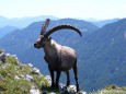 Steinbock - Foto: Martin Prumetz