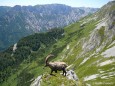 Steinbock - Foto: Martin Prumetz