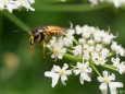 Michael Stelzl -  Aus der Reihe: HobbyfotografInnen aus dem Mariazellerland