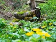 Mitterbach Stausee Wanderung - Mariazellerland