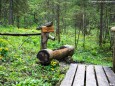 Mitterbach Stausee Wanderung - Mariazellerland