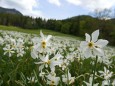 Narzissenblüte im Mariazellerland 2012