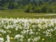 Narzissenblüte im Mariazellerland 2012