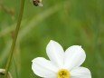 Spinne hat ihr Opfer erlegt und in die Speis gehängt - Narzissenblüte im Mariazellerland 2012