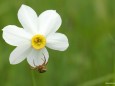 Spinne wartet auf Opfer - Narzissenblüte im Mariazellerland 2012