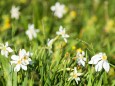 Narzissenblüte im Mariazellerland 2011