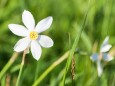 Narzissenblüte im Mariazellerland 2011