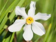 Narzissenblüte im Mariazellerland 2011