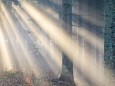 Rays of Sunshine - © Nicole "Niki" Schmied