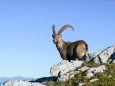 Steinbock am Hochschwab - © Nicole "Niki" Schmied