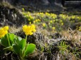 Petergstamm  - Ötschergräben - Wanderung am 21. April 2015