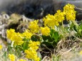 Petergstamm  - Ötschergräben - Wanderung am 21. April 2015