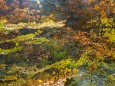 Wanderung durch die Ötschergräben - Hintere Tormäuer von Stierwaschboden bis Erlaufboden am 23. Oktober 2016