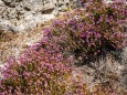 Wandertour Erlaufklause-Ötschergräben-Jägerherz-Ötscher Schneegrenze