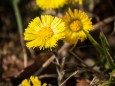 Wandertour Erlaufklause-Ötschergräben-Jägerherz-Ötscher Schneegrenze