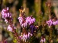 Wandertour Erlaufklause-Ötschergräben-Jägerherz-Ötscher Schneegrenze