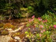 ALMRAUSCH bei der Neuhaus - Höllertal- Weiße Ois - Oisklause - Jägertal - Neuhaus - Rundwanderung