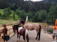 Termintipp: Im Galopp in die Ferien - Pferdehof Königbauer