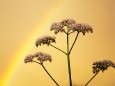 Regenbogen im Mariazellerland