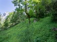 Hier gehts rauf zur Rotmäuer - Brunnsee auf die Riegerin - Bergtour - 3.Juli 2014