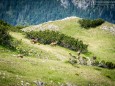 Gamsrudel am Gipfelplateau - Brunnsee auf die Riegerin - Bergtour - 3.Juli 2014