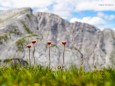 Ringkamp über Seeleiten und Aflenzer Staritzen