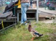 Musik interessierte Ente - Rock den Berg auf der Mariazeller Bürgeralpe 2014