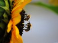 Romana Reithner - Biene auf Sonnenblume