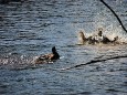 Romana Reithner - Enten am Hubertussee