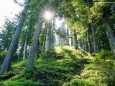 Wanderung Rotsohlalm - Turnauer Alm - Turntaler Kogel