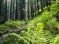 Wanderung Rotsohlalm - Turnauer Alm - Turntaler Kogel