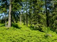 Wanderung Rotsohlalm - Turnauer Alm - Turntaler Kogel