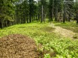 Wanderung Rotsohlalm - Turnauer Alm - Turntaler Kogel