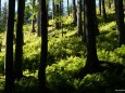 Bodenbauer-Häuslalm-Sackwiesenalm-Sackwiesensee-Wanderung